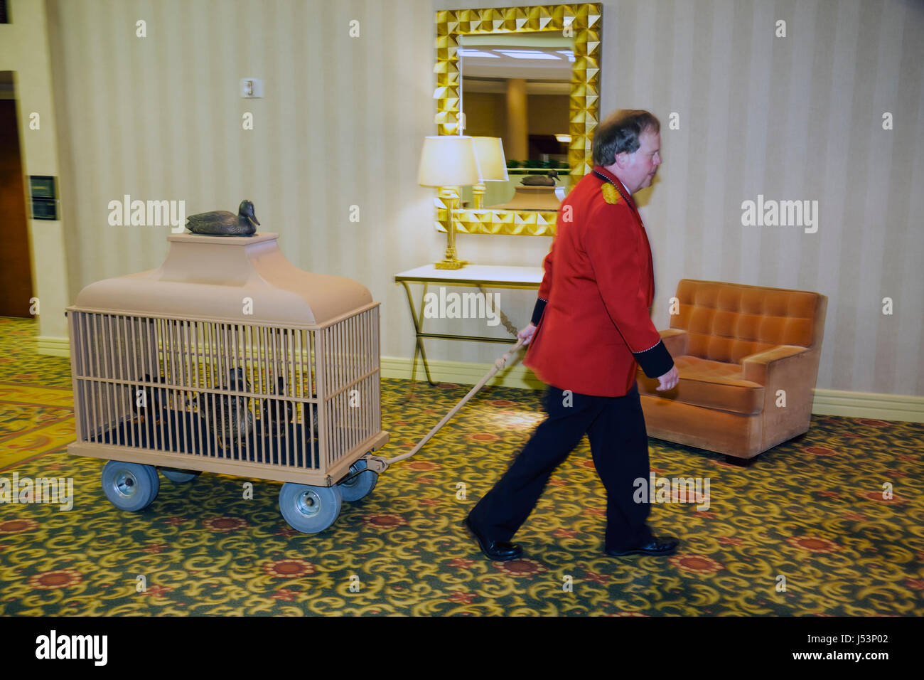Little Rock, Arkansas, The Peabody Little Rock, hotel, Duck March, Duck Master, Peabody Ducks, Mallard, uomo maschile, Duck Master, tira Royal Peabody Duck pala Foto Stock