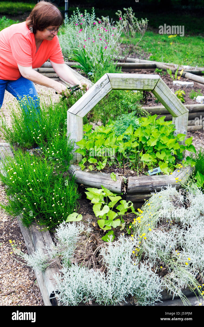 Arkansas Maynard, Maynard Pioneer Museum & Park, giardino delle erbe, patrimonio regionale, donne donne donne, anziani cittadini, piante, preser storico Foto Stock