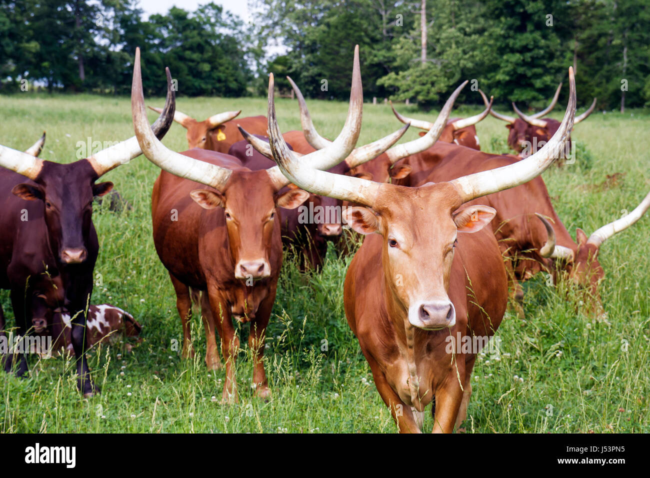 Arkansas Maynard, bestiame Ankole Watusi, razza africana, importato, animale, mammifero, bovino, bestiame domestico, corna grandi, manzo basso colesterolo, mandria, pascolo, pascolo, pascolo, Foto Stock