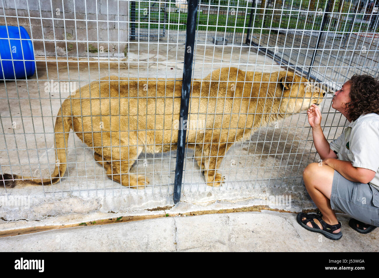 Eureka Springs Arkansas, Ozark Mountains, Turpentine Creek Wildlife Refuge, salvataggio di gatti selvatici esotici, Lucky il leone, geneticamente inbred, bassa densità ossea, Foto Stock