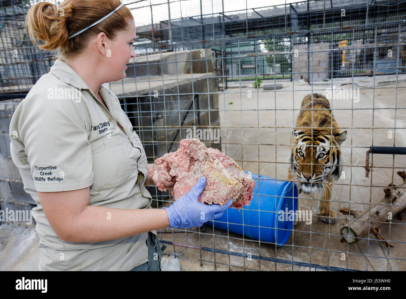 Eureka Springs, Arkansas, Ozark Mountains, Turpentine Creek Wildlife Refuge, salvataggio di gatti selvatici esotici, tempo di alimentazione, carriola, manzo crudo macinato, intern, stu Foto Stock