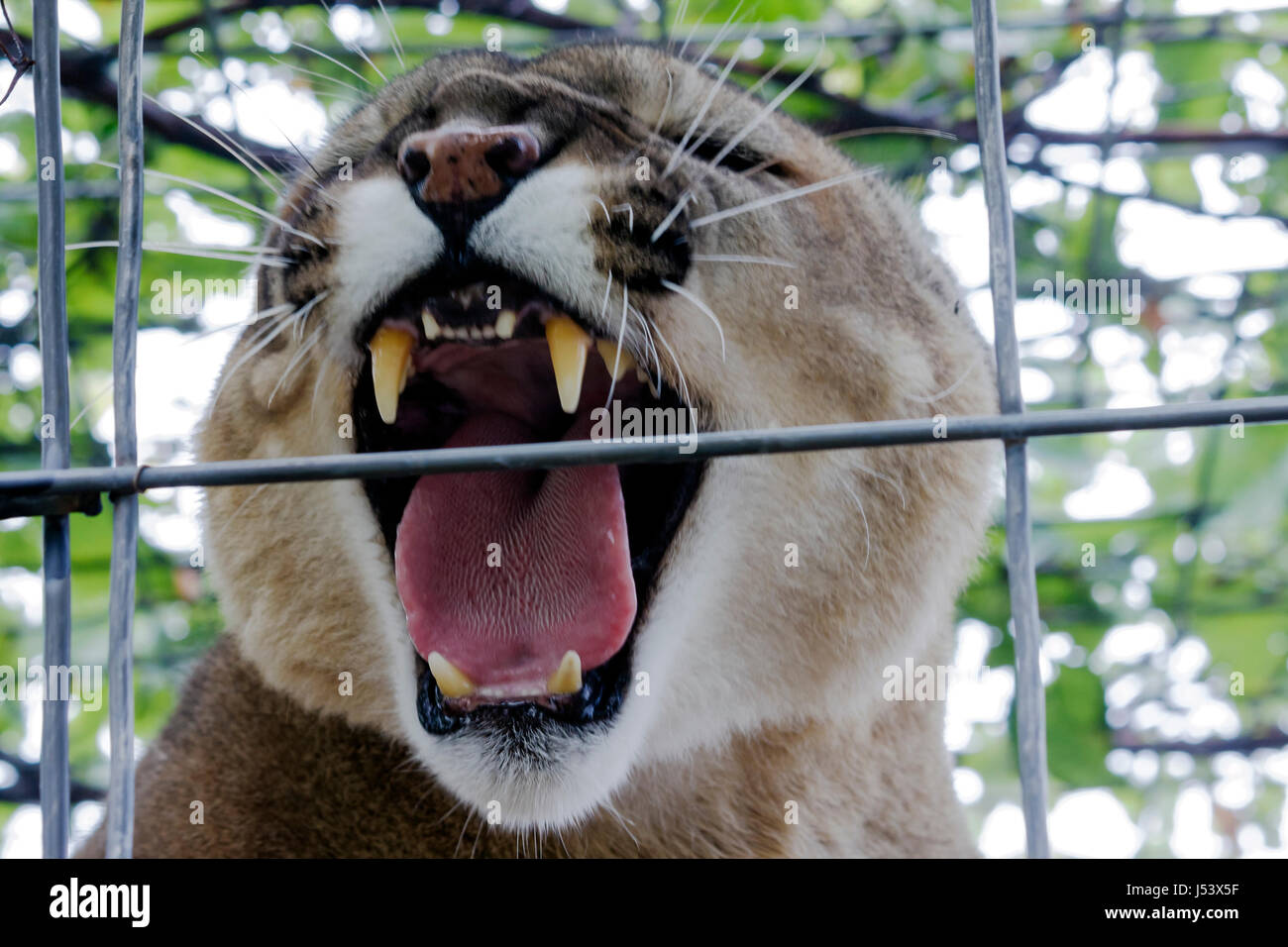 Eureka Springs Arkansas, Ozark Mountains, Turpentine Creek Water Wildlife Refuge, salvataggio di gatti selvatici esotici, gabbie open habitat, cougar, panther, snarling, ton Foto Stock