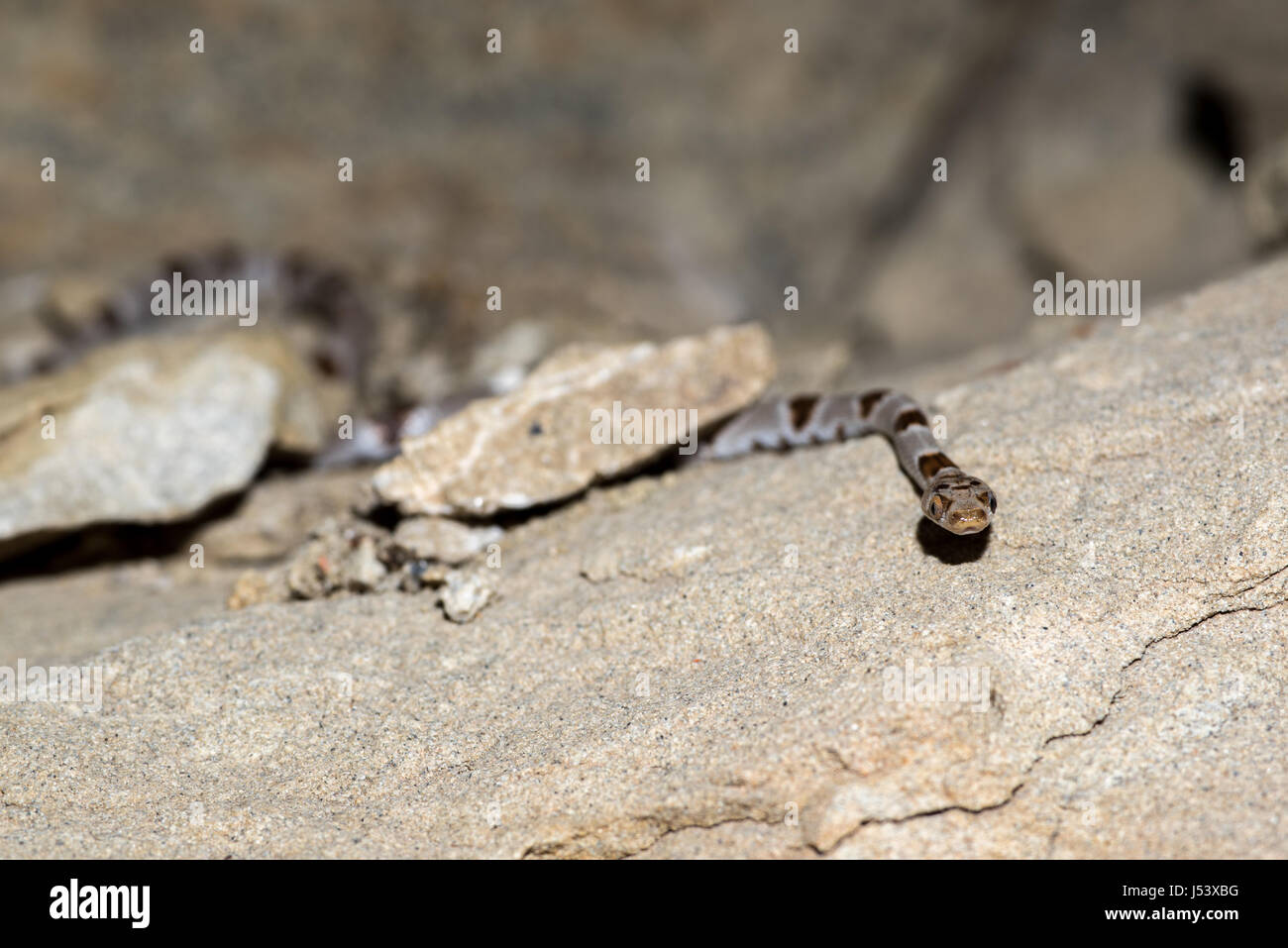 Lira del Chihuahuan Snake, (Trimorphodon vilkinsonii), Sierra Co., New Mexico, negli Stati Uniti. Foto Stock