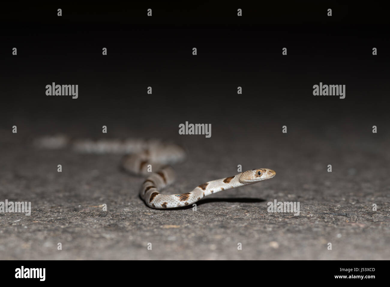 Lira del Chihuahuan Snake, (Trimorphodon vilkinsonii), Sierra Co., New Mexico, negli Stati Uniti. Foto Stock