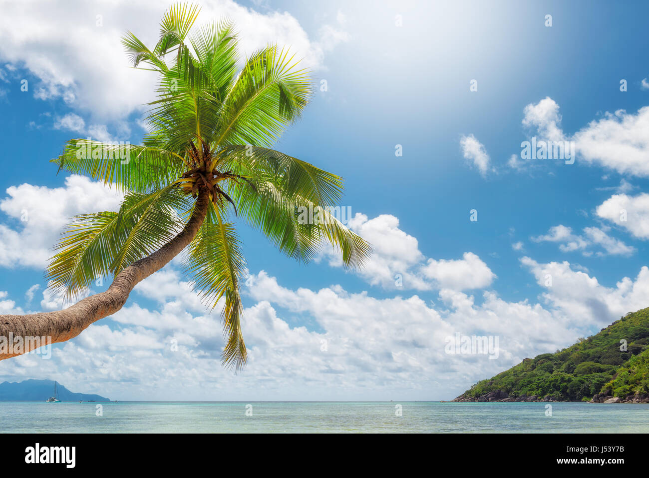 Palma da cocco sulla struttura dei Caraibi spiaggia tropicale Foto Stock