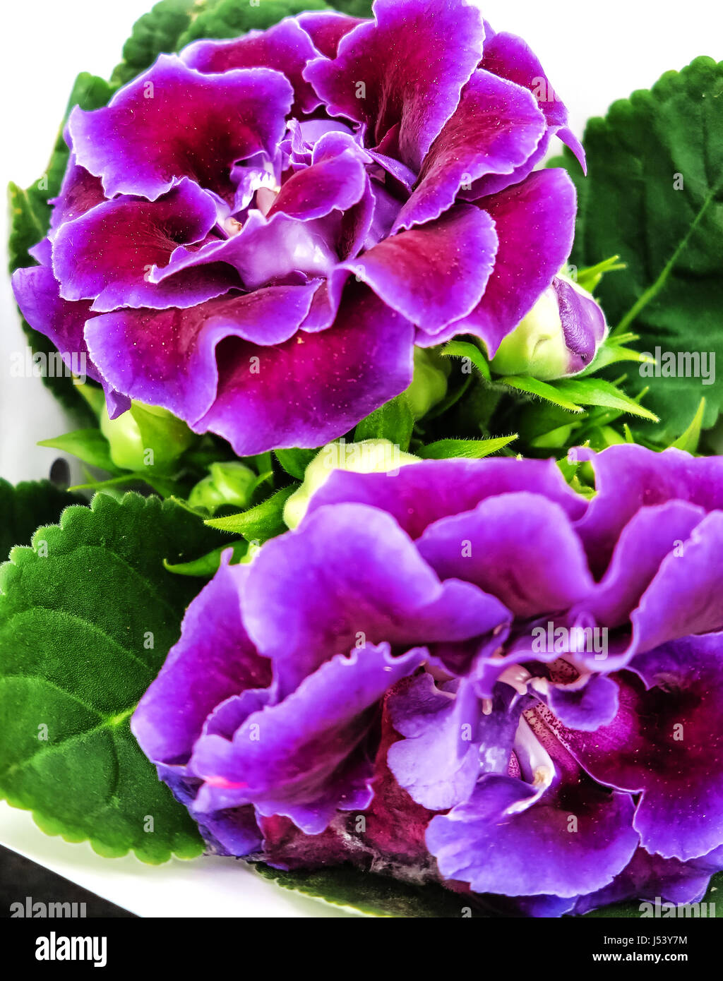 Impianto di decoro, viola il brasiliano Gloxinia Sonata (Sinningia speciosa) Foto Stock
