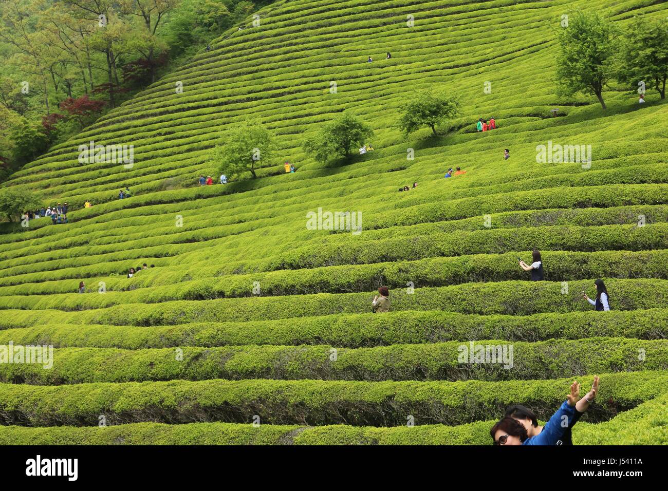 Boseong green tea plantation. Vista dal basso Foto Stock
