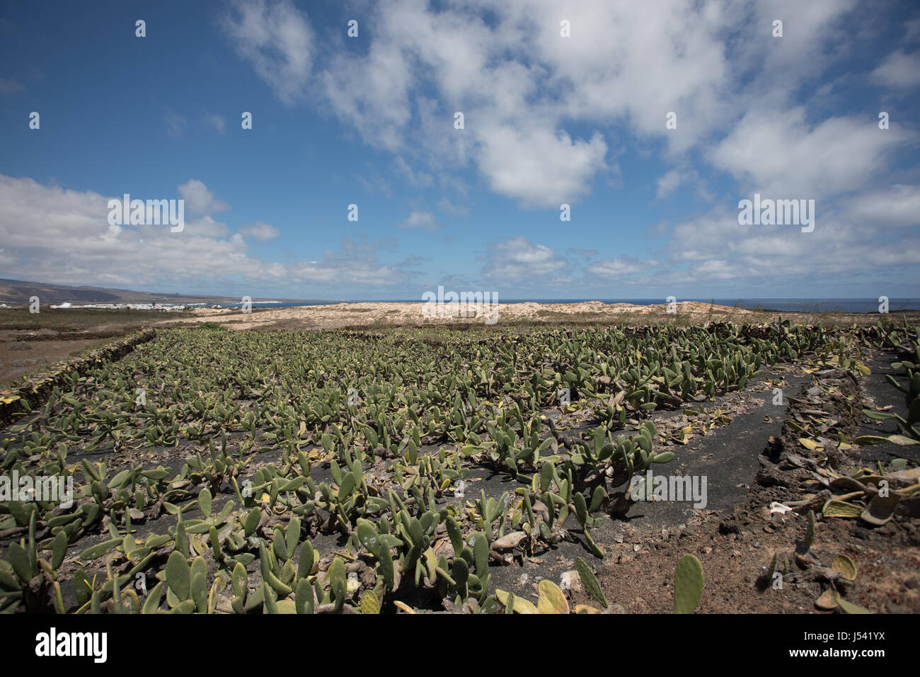 Un grande e importante piantagione di cactus a Lanzarote. Foto Stock