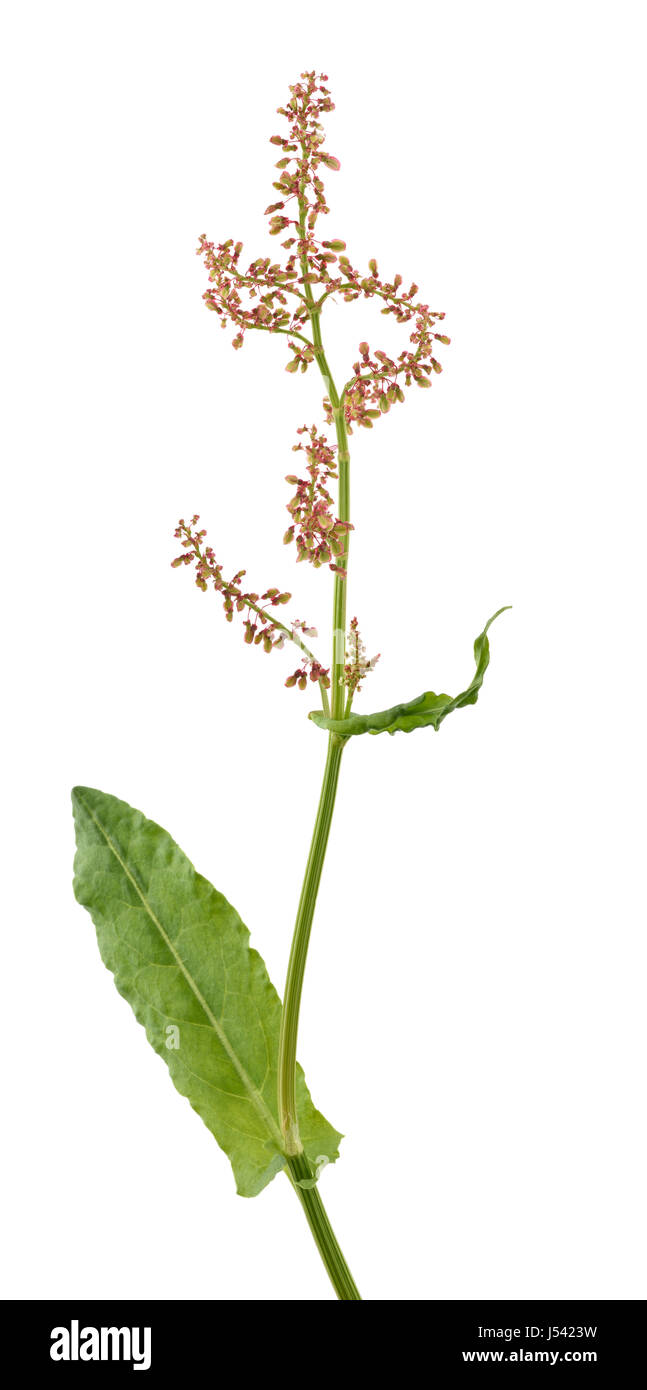 L'acetosa comune le foglie e i fiori isolati su bianco Foto Stock