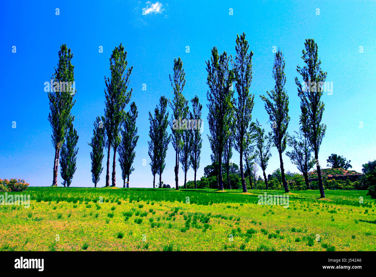 Poplar Tree Avenue a Echigo Hillside Park Nagaoka città Niigata Giappone Foto Stock