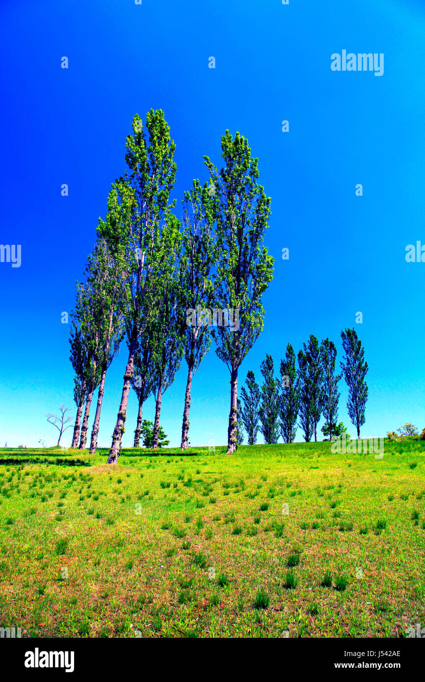 Poplar Tree Avenue a Echigo Hillside Park Nagaoka città Niigata Giappone Foto Stock