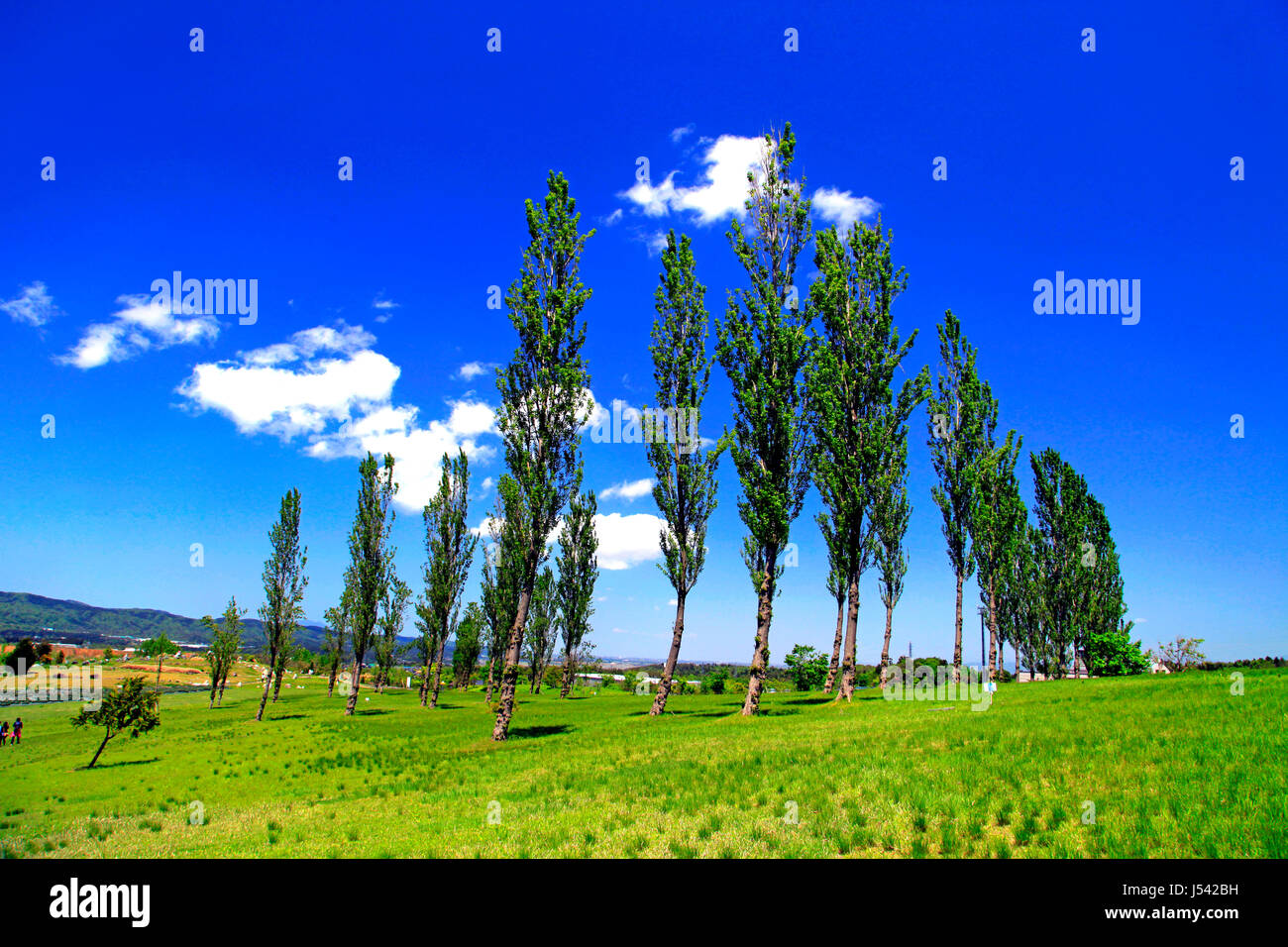 Poplar Tree Avenue a Echigo Hillside Park Nagaoka città Niigata Giappone Foto Stock