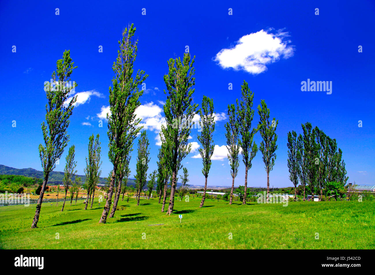 Poplar Tree Avenue a Echigo Hillside Park Nagaoka città Niigata Giappone Foto Stock