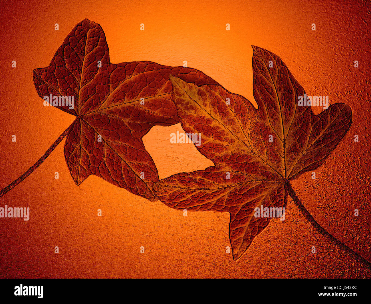 Foglie,colore,arancio, rosso,ivy,caduta,autunno Foto Stock