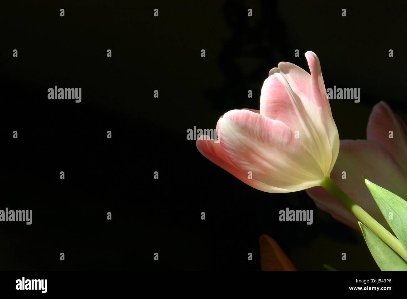 Fiore,impianto,tulip,rosa,tulipa,weis,auflicht,schrglicht Foto Stock