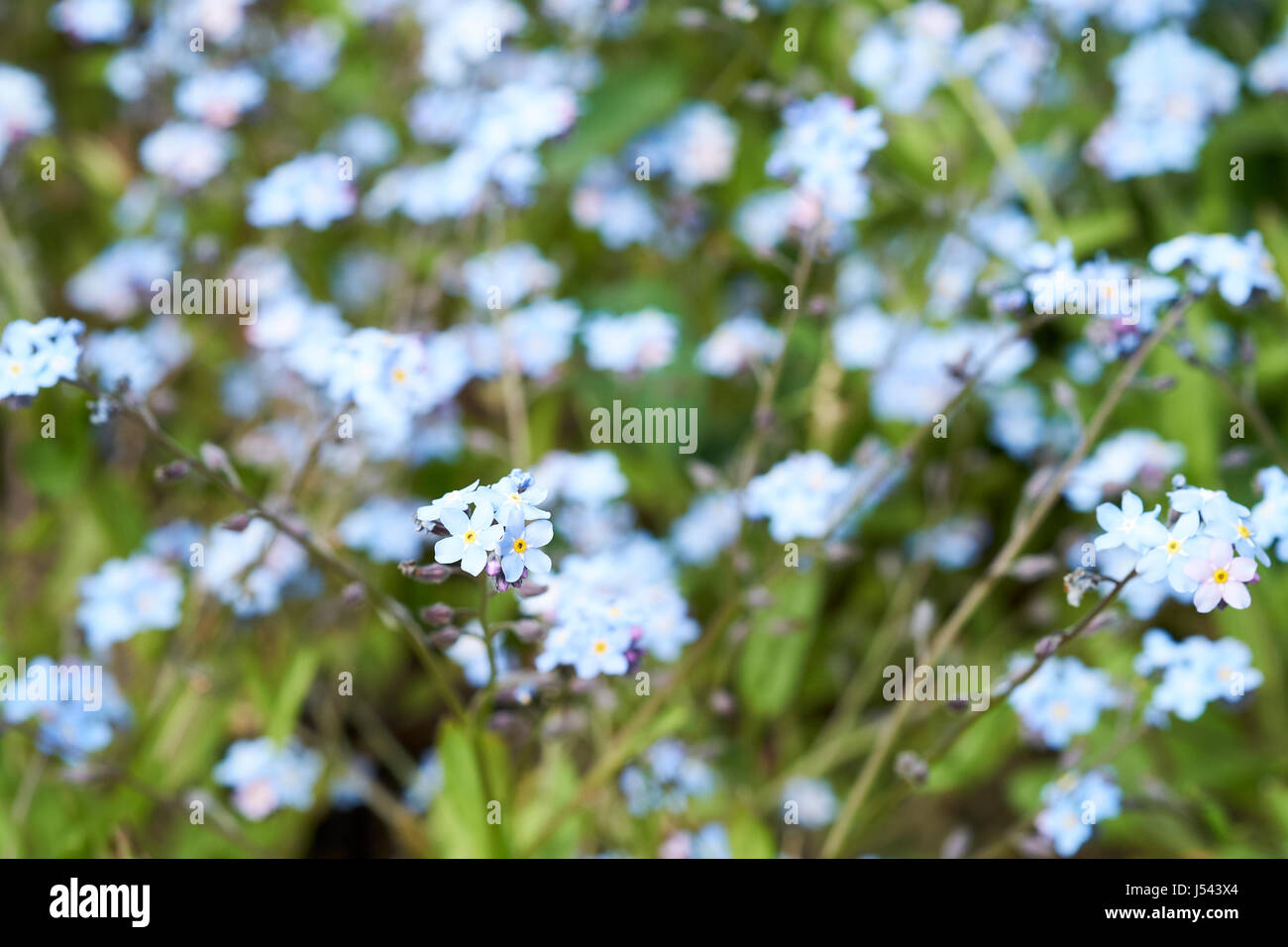 Blu acqua fiorito dimenticare-me-non (Myosotis scorpioides) piante che crescono in un paese di lingua inglese giardino aiuola, UK. Foto Stock