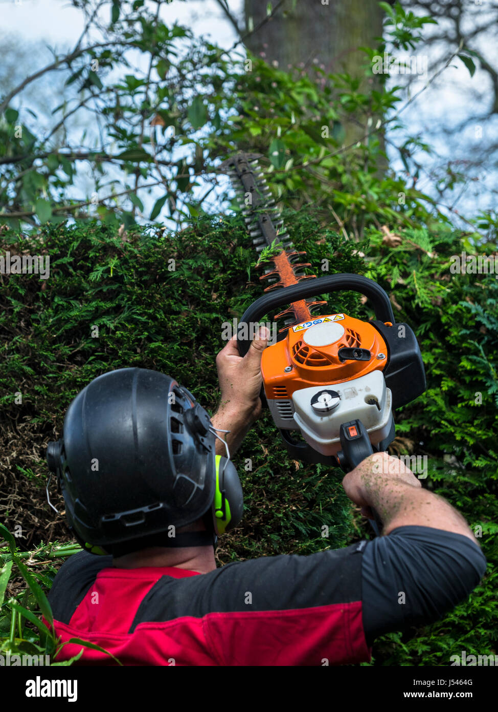 Uomo giardino di trimming hedge con tagliasiepi Foto Stock