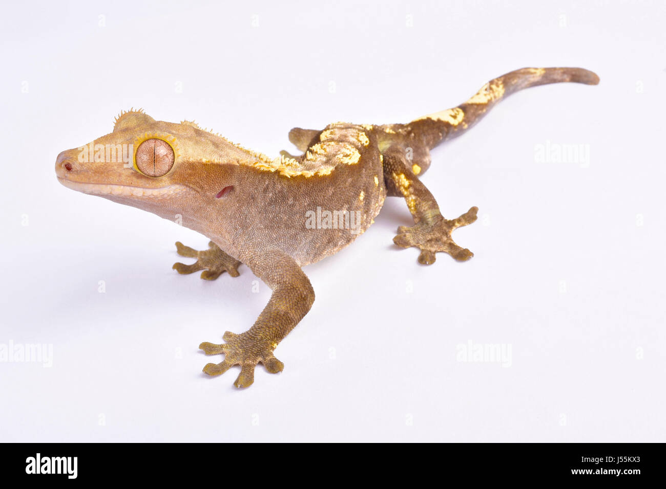 Crested gecko Correlophus ciliatus Foto Stock