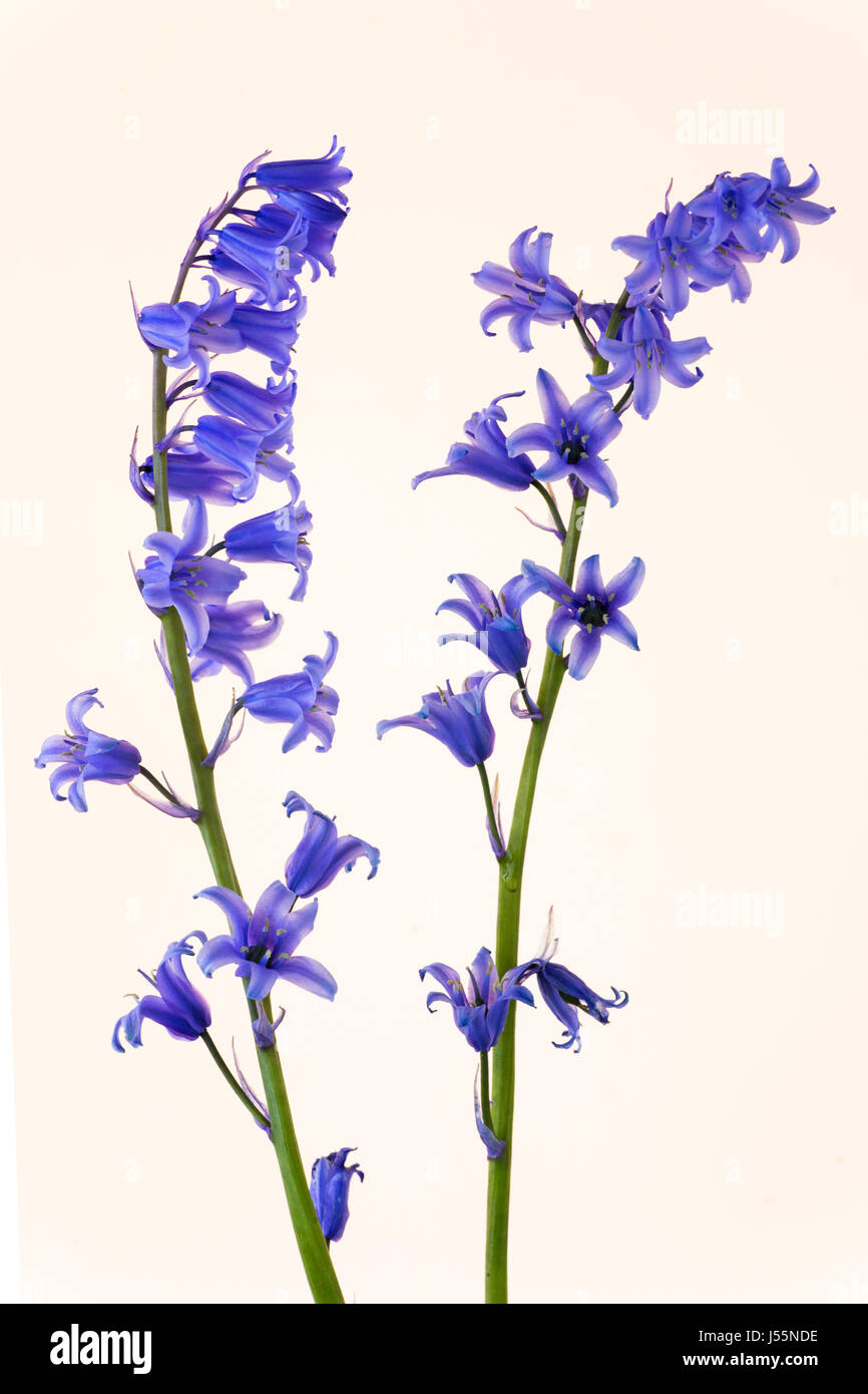 Bluebells Hyacinthoides non scriptus ritagliato può Foto Stock