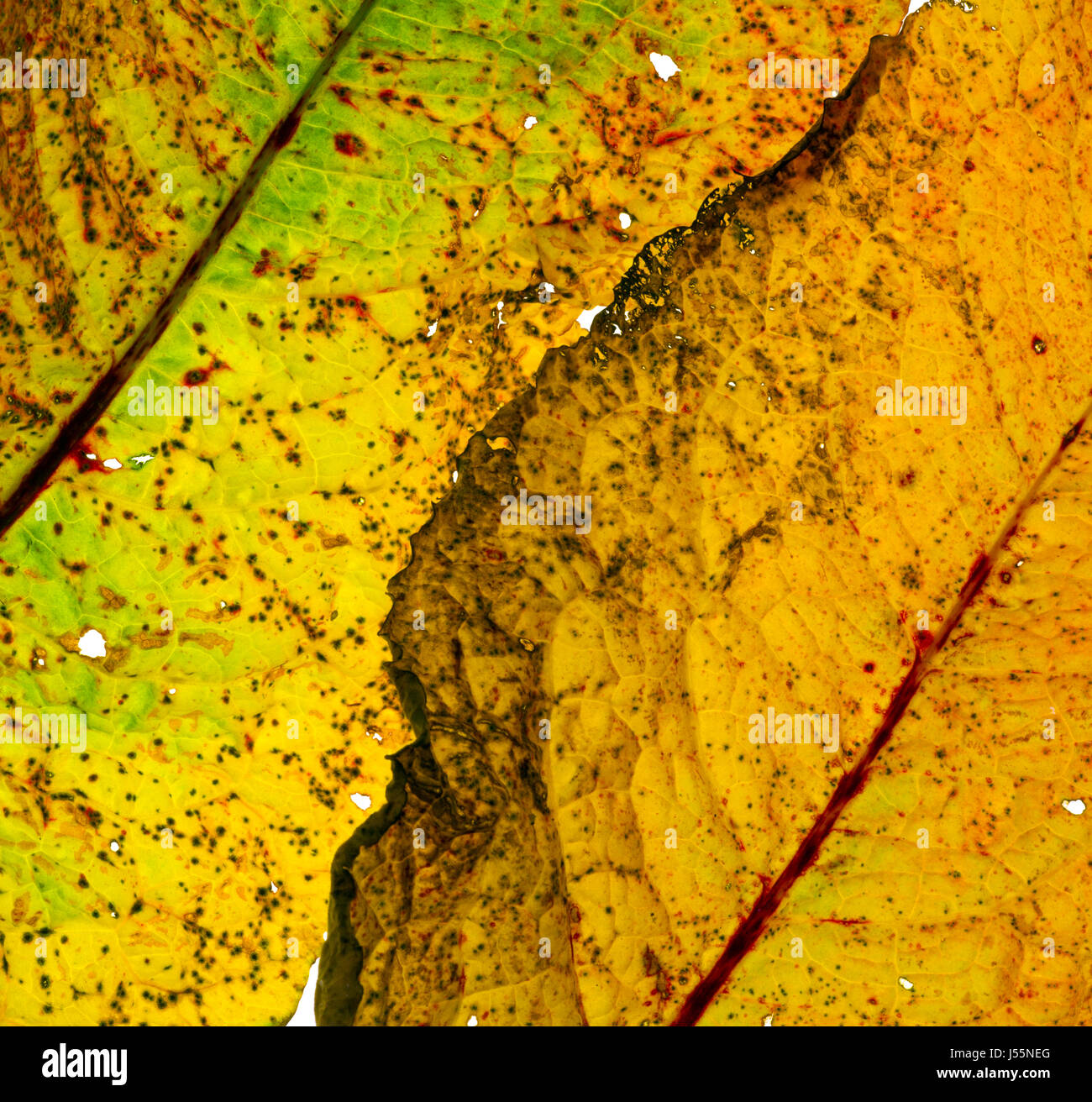 Dettaglio foglia di banchina Rumex crispus Foto Stock
