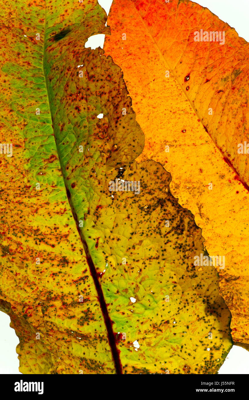 Dettaglio foglia di banchina Rumex crispus Foto Stock