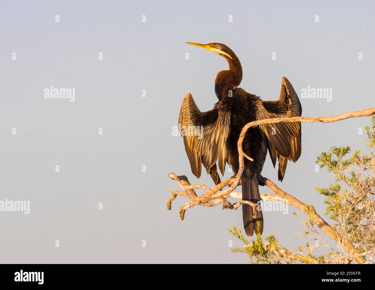 Il Darter (Anhinga novaehollandiae) è un grande uccello slim con un lungo serpentone e collo un affilato, sottolineato bill. Essa è spesso visto nuotare con solo Foto Stock