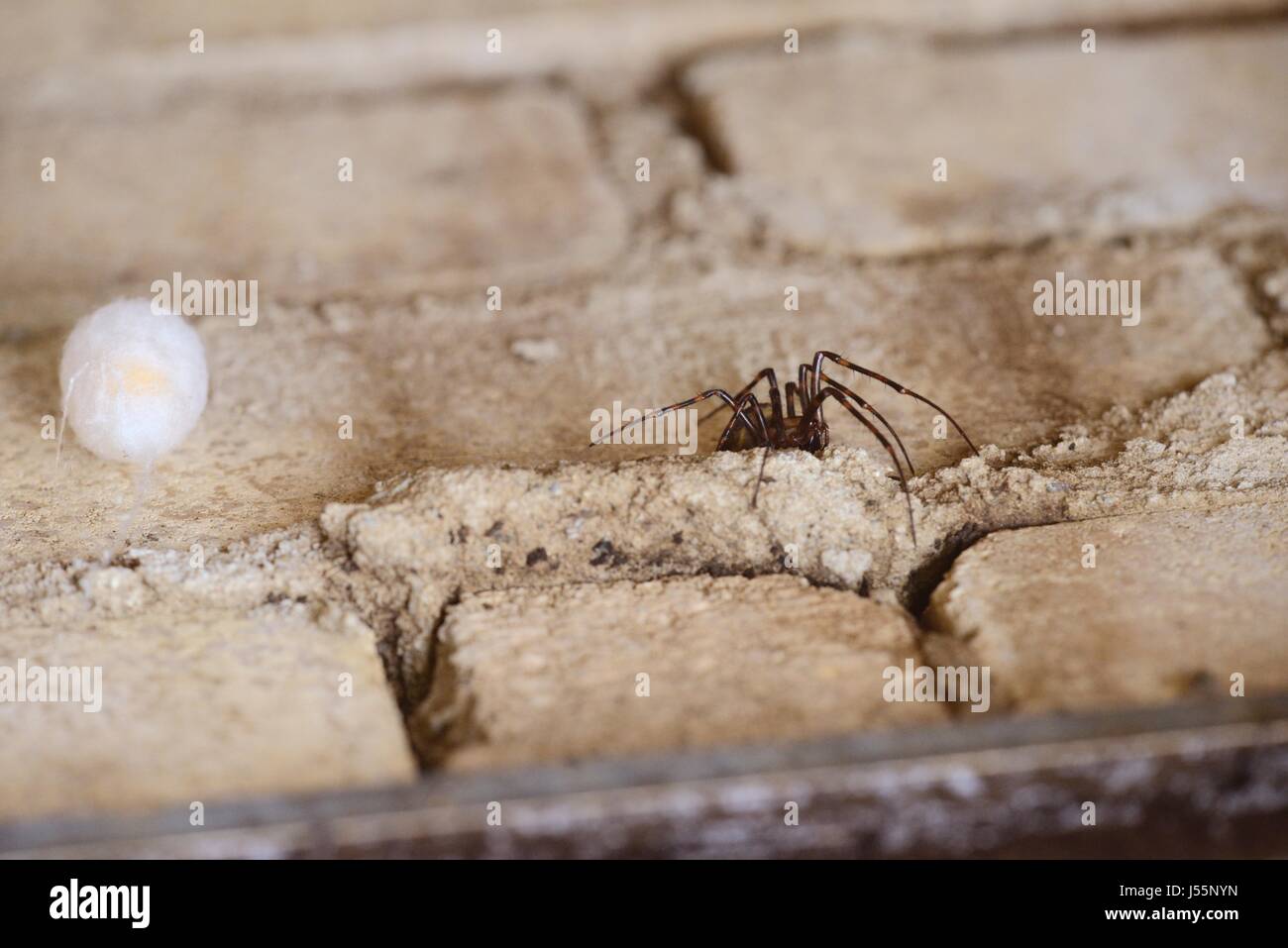Spider, Tegenaria domestica, con uovo sacco in mattone sotterranee albero, Wales, Regno Unito Foto Stock