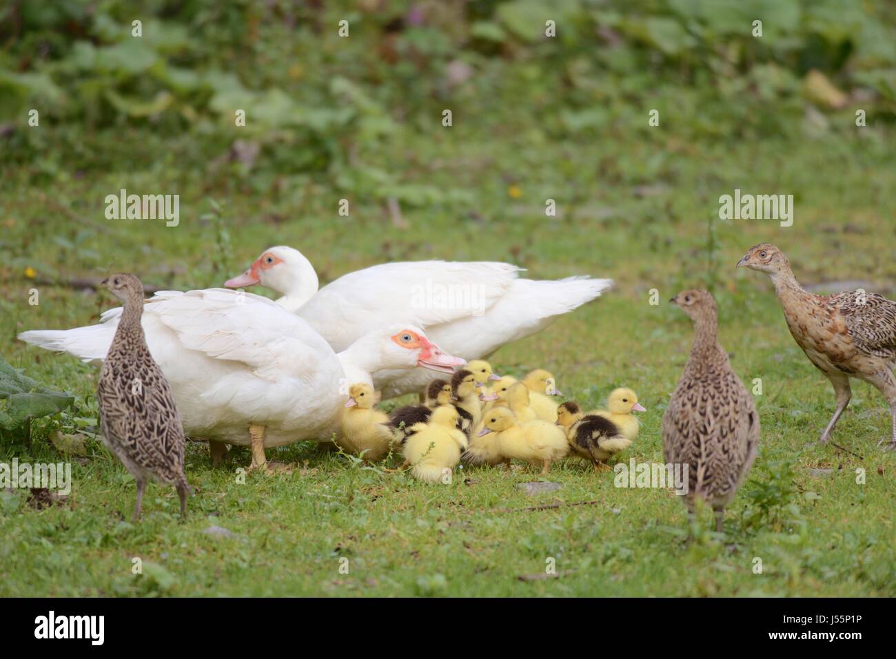Phasianus colchicus, i capretti giovani fagiani con le anatre domestiche, Wales, Regno Unito Foto Stock