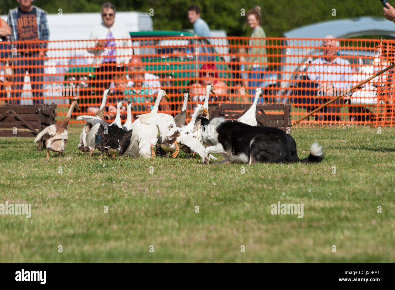 Il cane e anatra show all'Hamstreet festival dei trasporti nel Kent Foto Stock