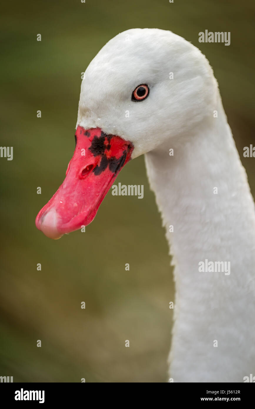 Il Coscoroba Swan il smallestof il cigno specie. Il piumaggio è bianca tranne il parafango nero suggerimenti. Foto Stock