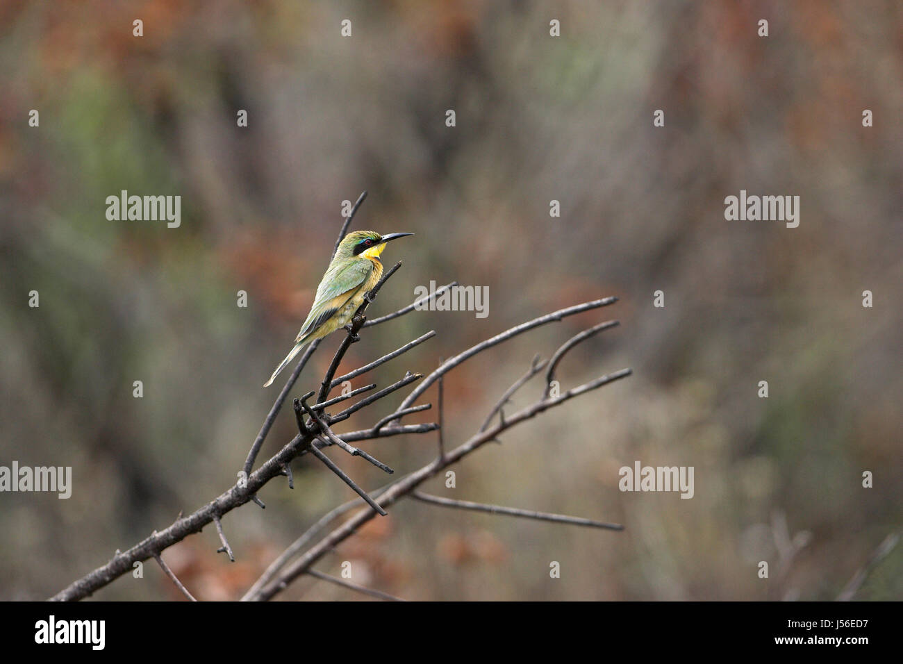 Poco gruccione Merops pusillus St Lucia Wetland Trust Sud Africa Foto Stock