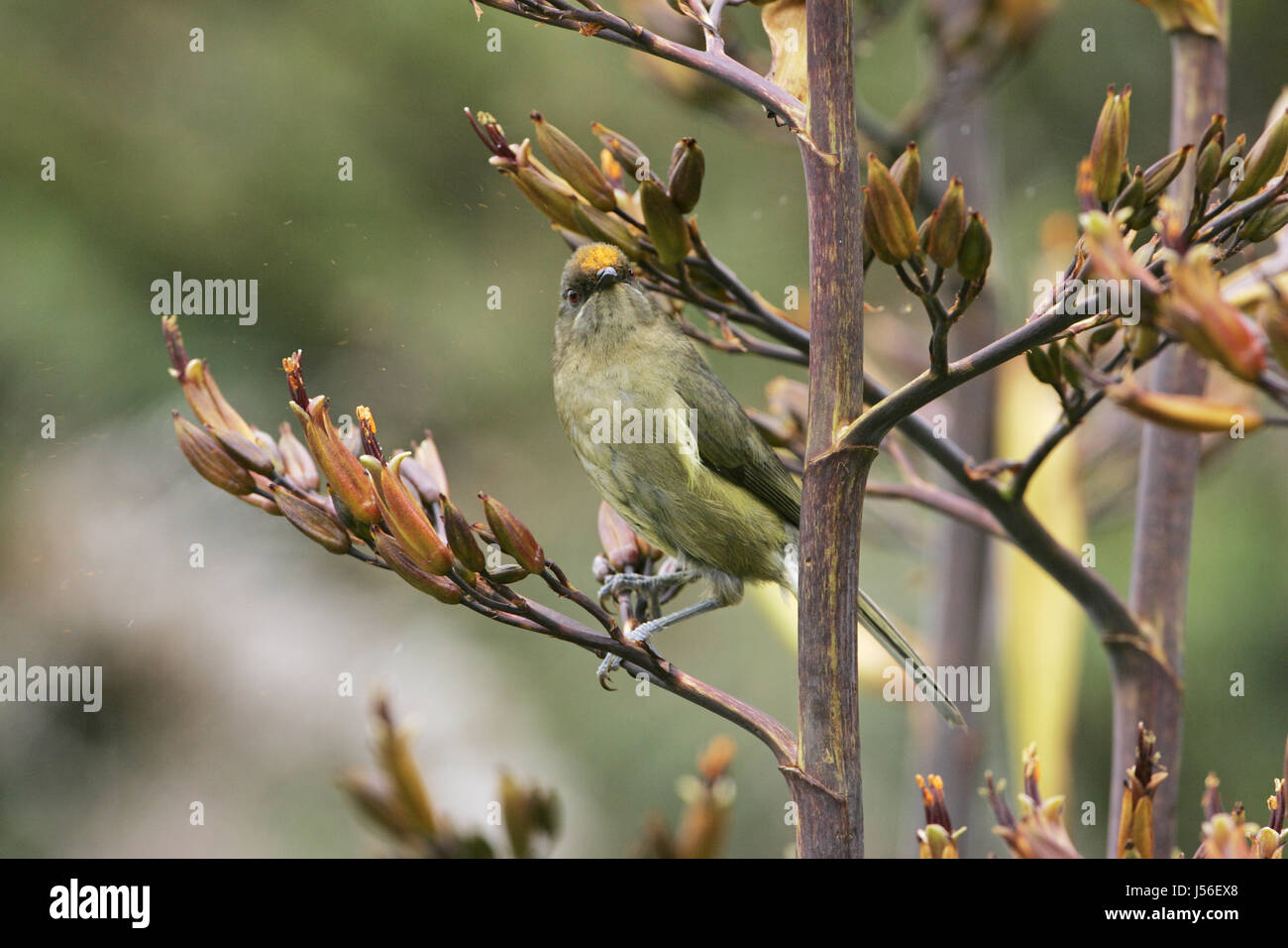 Nuova Zelanda bellbird Anthornis melanura scuotere il polline dalla Nuova Zelanda il lino Nuova Zelanda Foto Stock