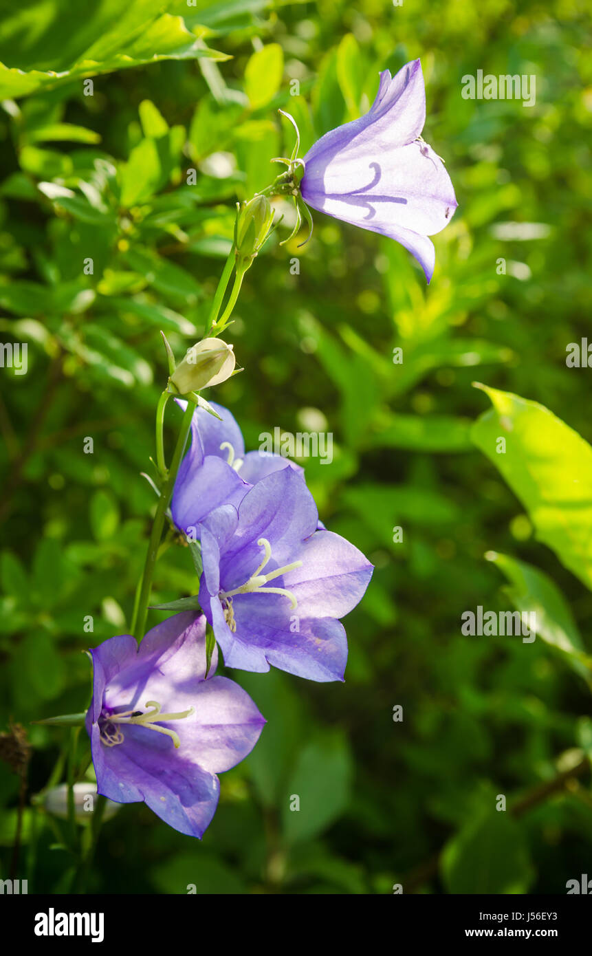 Fioritura di campane, close-up Foto Stock