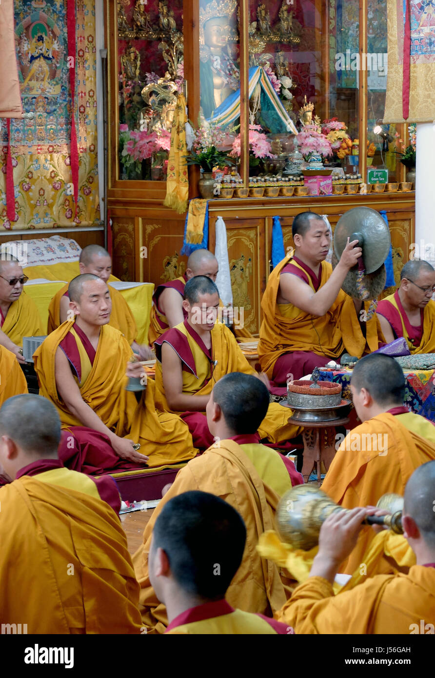 I monaci in preghiera nel Namgyal Gompa, McLeod Ganj, Himachal Pradesh Foto Stock