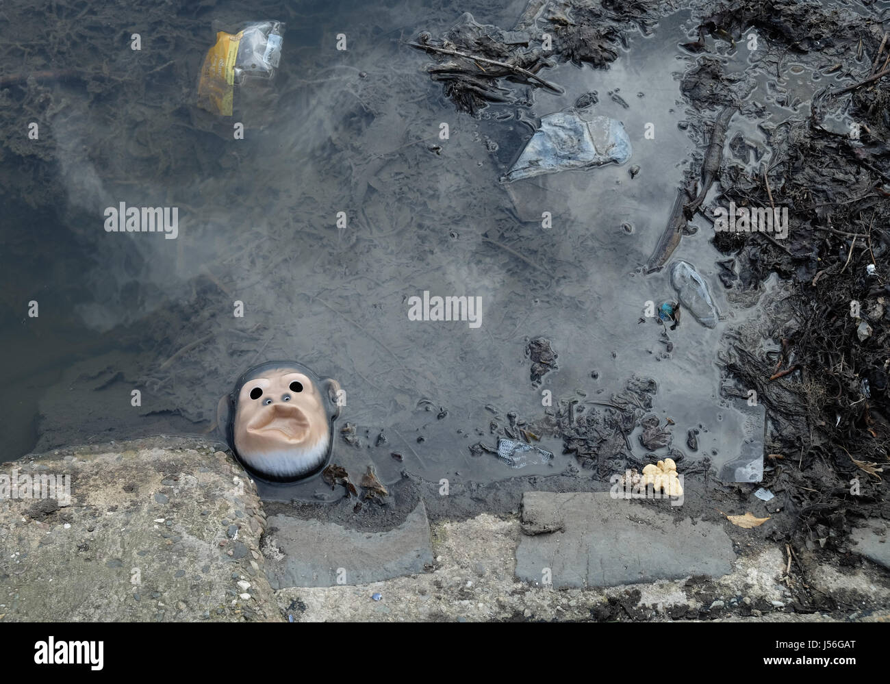 Maschera di scimmia si è incagliata a Carrickfergus, Irlanda del Nord. Foto Stock