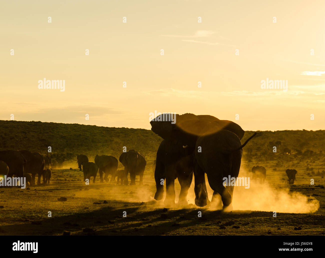 La carica gli elefanti al tramonto Foto Stock
