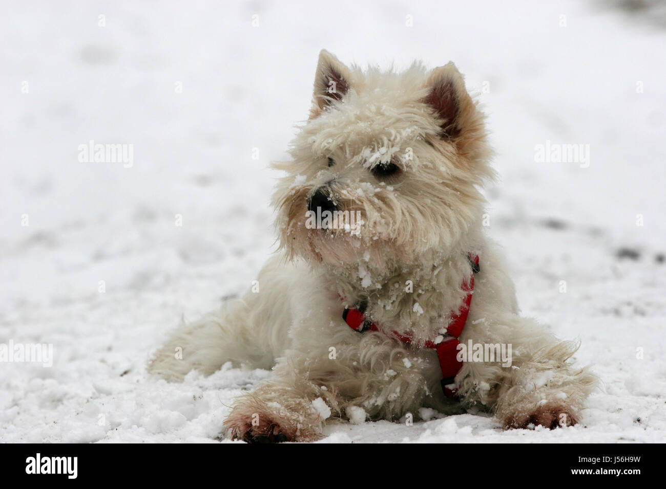 L'inverno,dog,snow,westi,West Highland terrier,welzen,spass Foto Stock