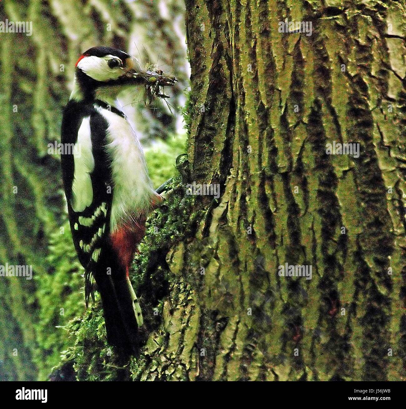 Bird,tronco,uccelli,corteccia,buntspecht,ftterung Foto Stock