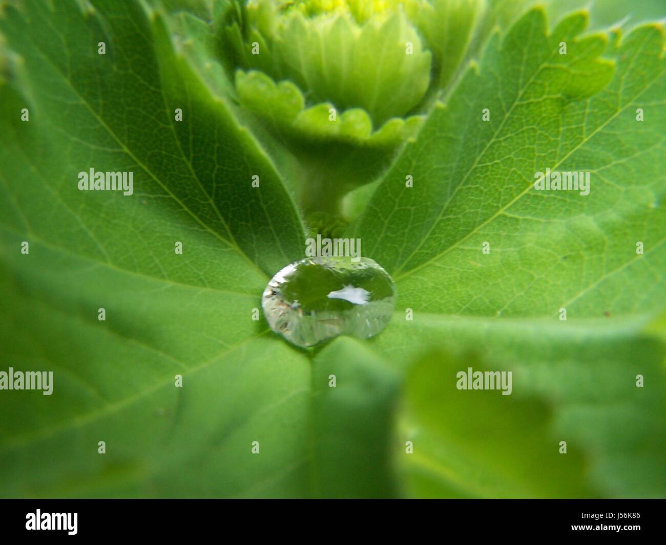 Macro Close-up di ammissione macro vista ravvicinata verde impianto di mirroring goccia gocciolare Foto Stock