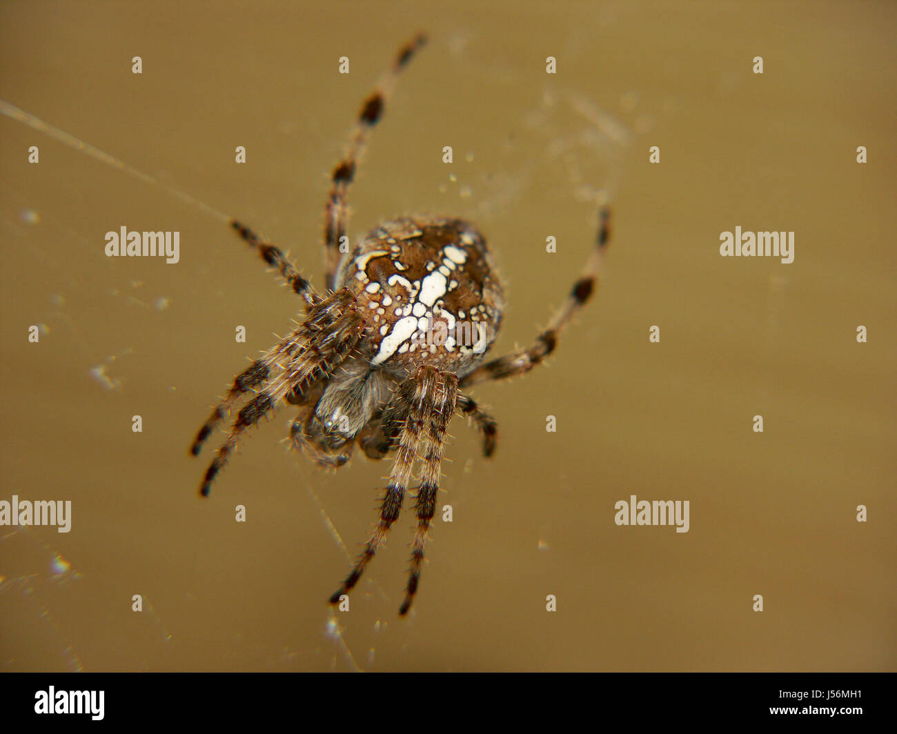 Attacco di ragno in agguato disgusto net ragnatela ragni kreuzspinne web lange beine Foto Stock