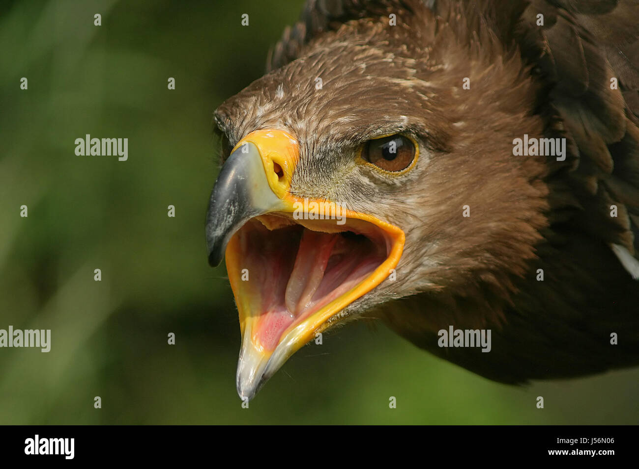 Travel uccello ritratto forte organo occhio uccelli rapaci raptor becco Foto Stock