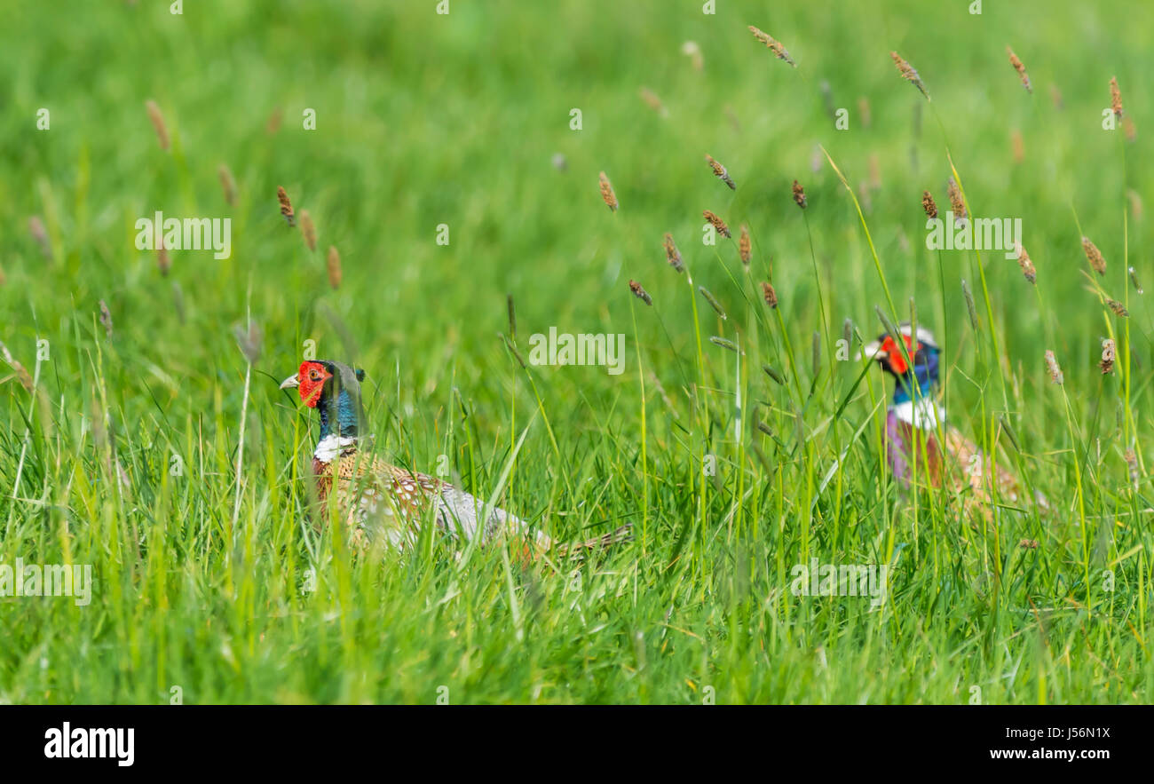 Coppia di maschio adulto fagiani (Phasianus colchicus) a piedi attraverso un campo di erba lunga nella tarda primavera nel sud dell'Inghilterra, Regno Unito. Foto Stock