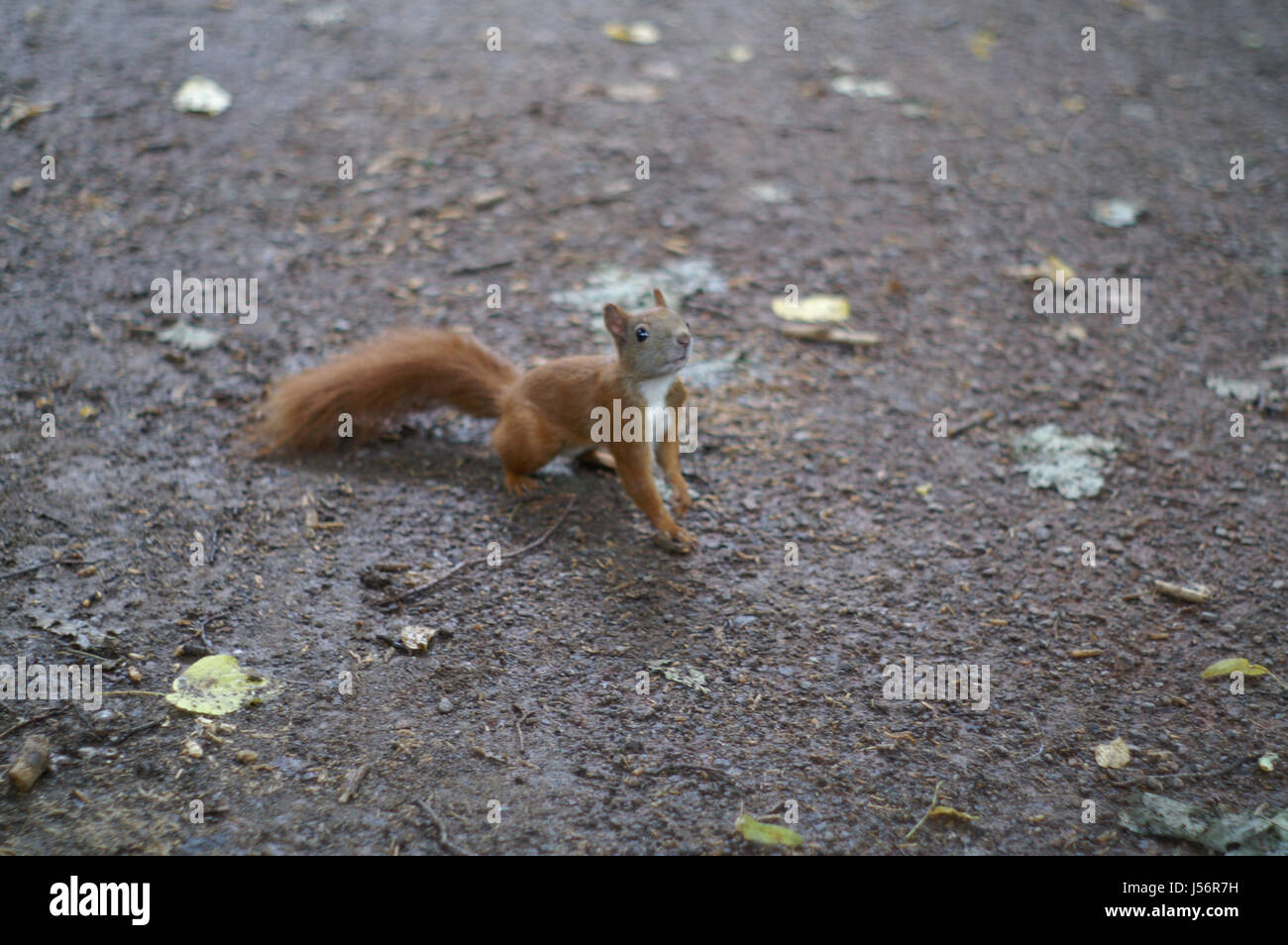 Animale,curioso,roditori scoiattolo,,annusare,carino,natura,nagetie,flink Foto Stock