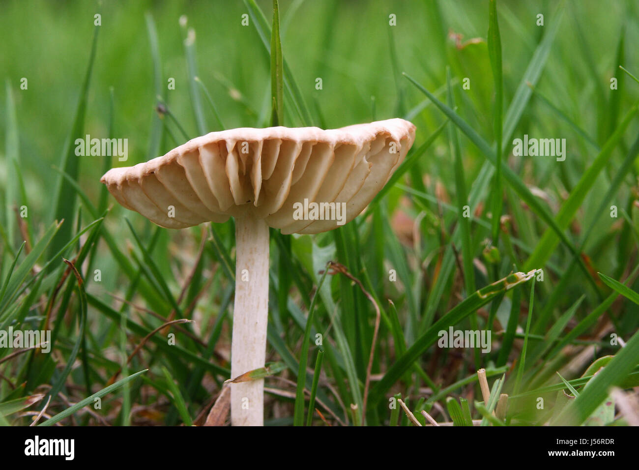 Funghi funghi commestibili funghi non tossici di erba di prato verde erba tossica Foto Stock