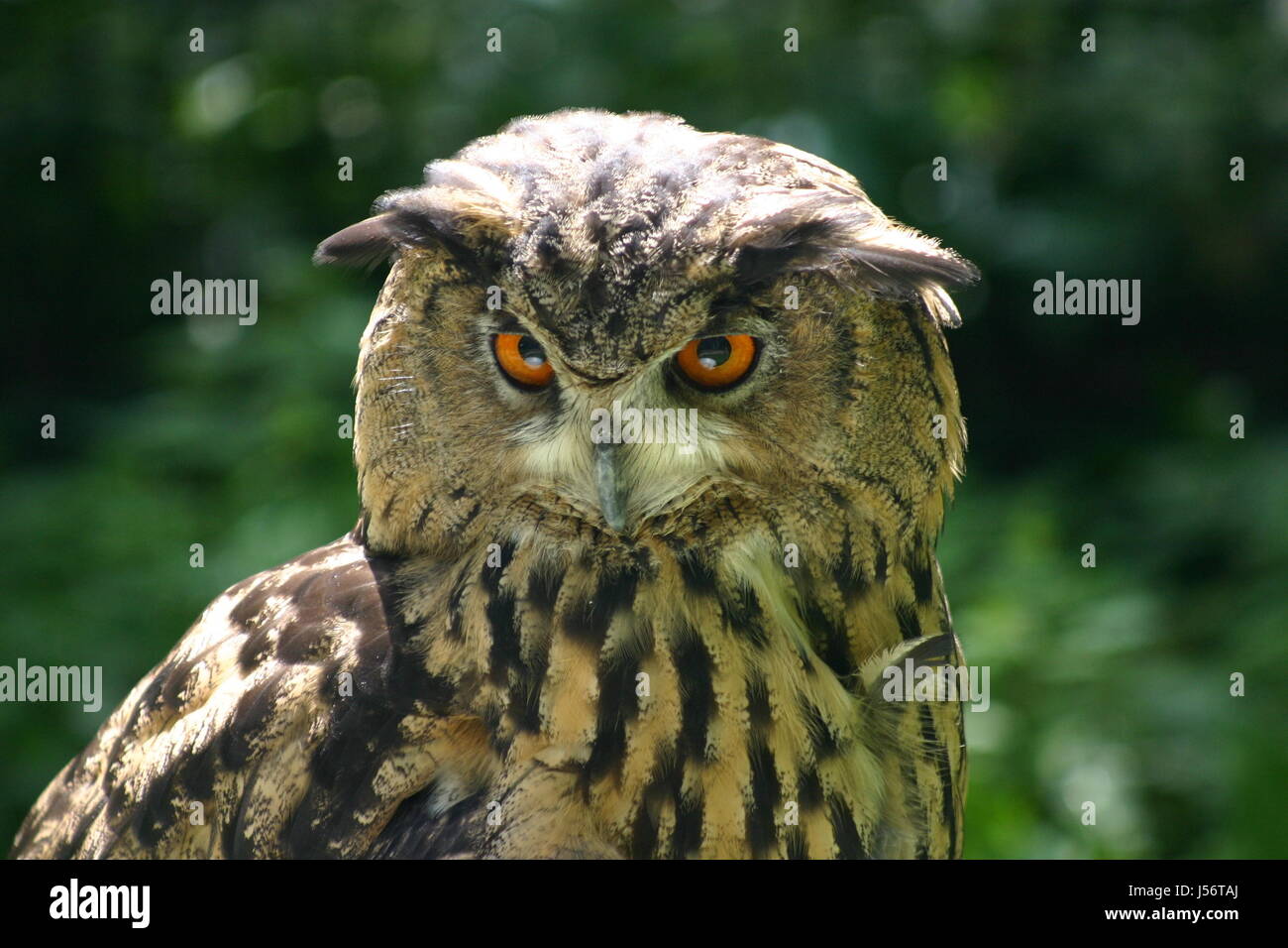 Uccelli Bird raptor piume owl il gufo reale nachtvogel eulengesicht vogelportrt Foto Stock