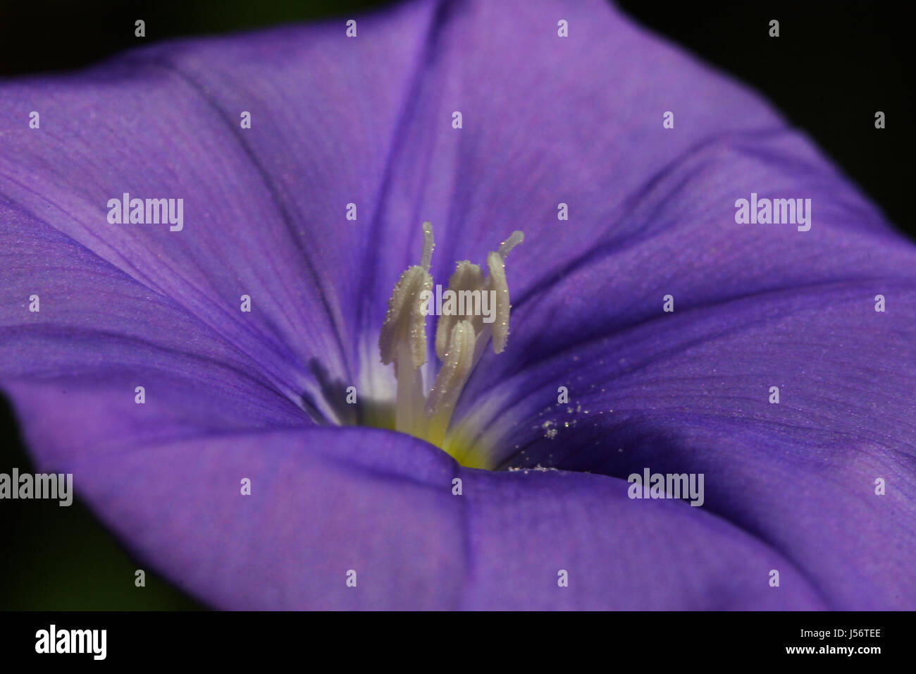 Blue macro close-up di ammissione macro vista ravvicinata foglie verdi pianta in vaso Foto Stock
