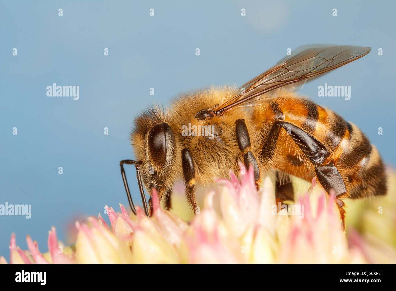 Western Honey Bee, api Foto Stock