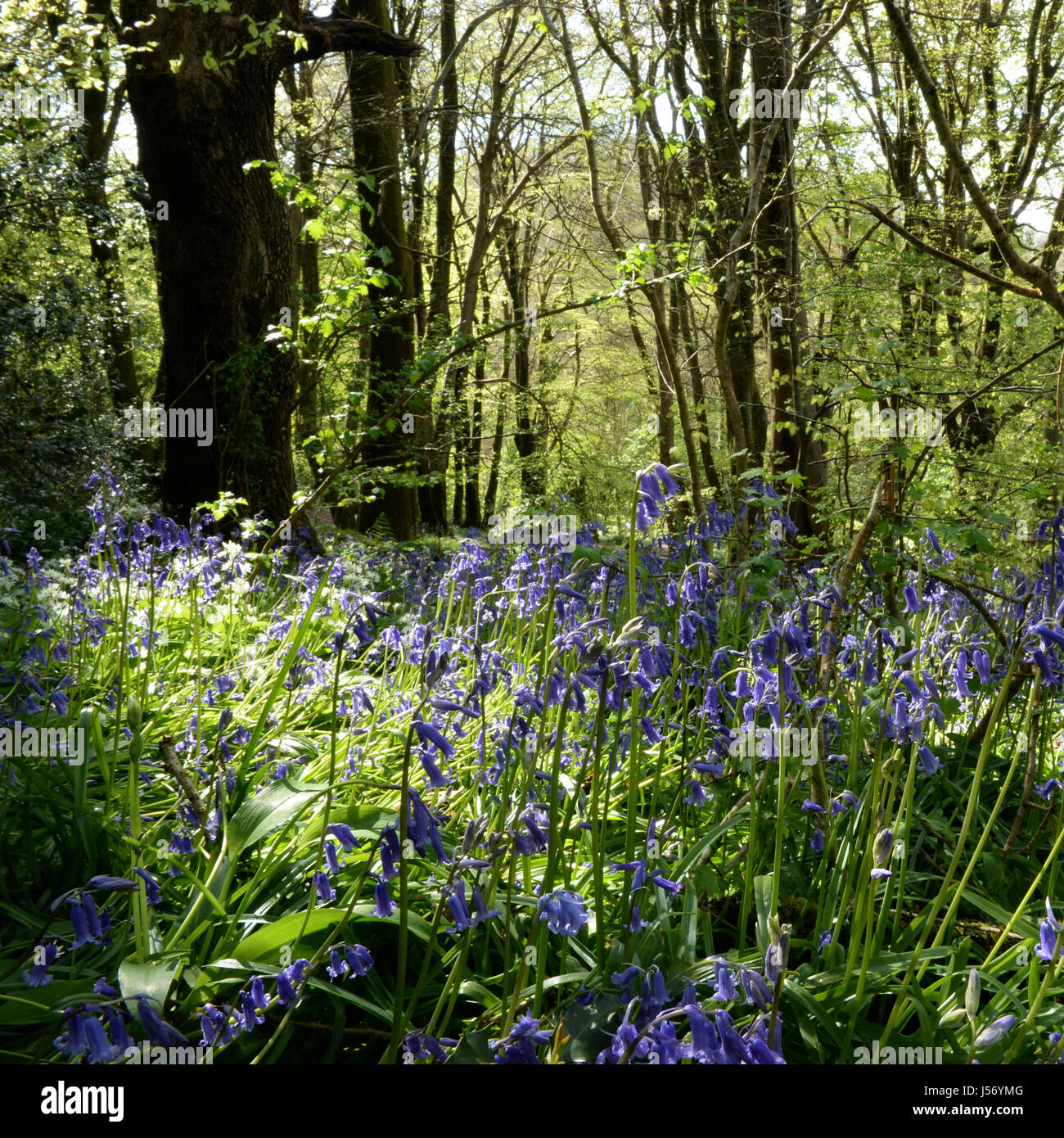 Dalla fioritura precoce, The Bluebell- Hyacinthoides Asparagales può moquette del pavimento di un bosco aperto in primavera Foto Stock