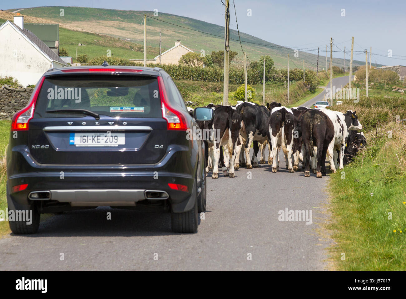 Vacche sulla strada, Valentia Island, nella contea di Kerry Irlanda Foto Stock