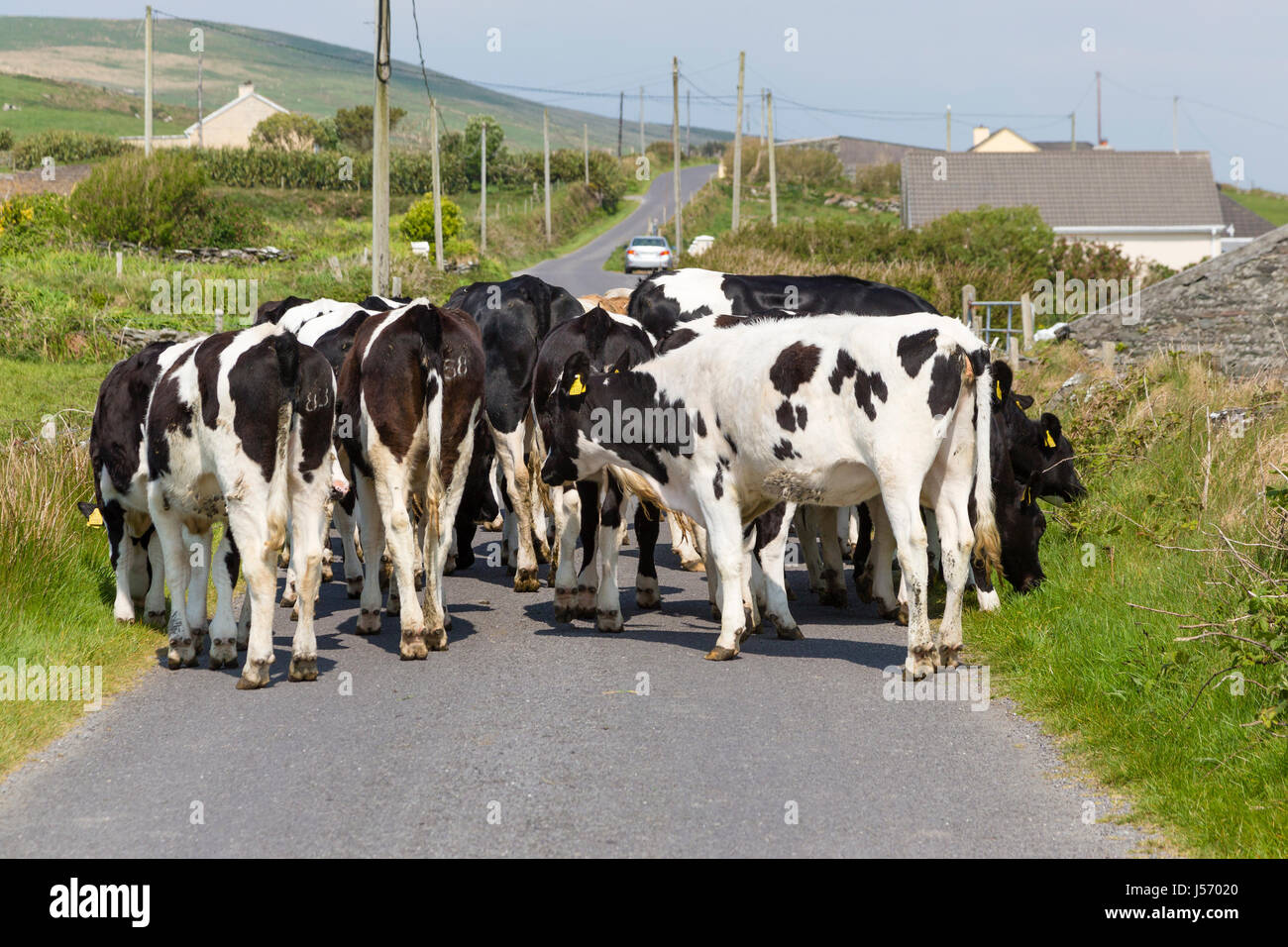 Vacche sulla strada, Valentia Island, nella contea di Kerry Irlanda Foto Stock